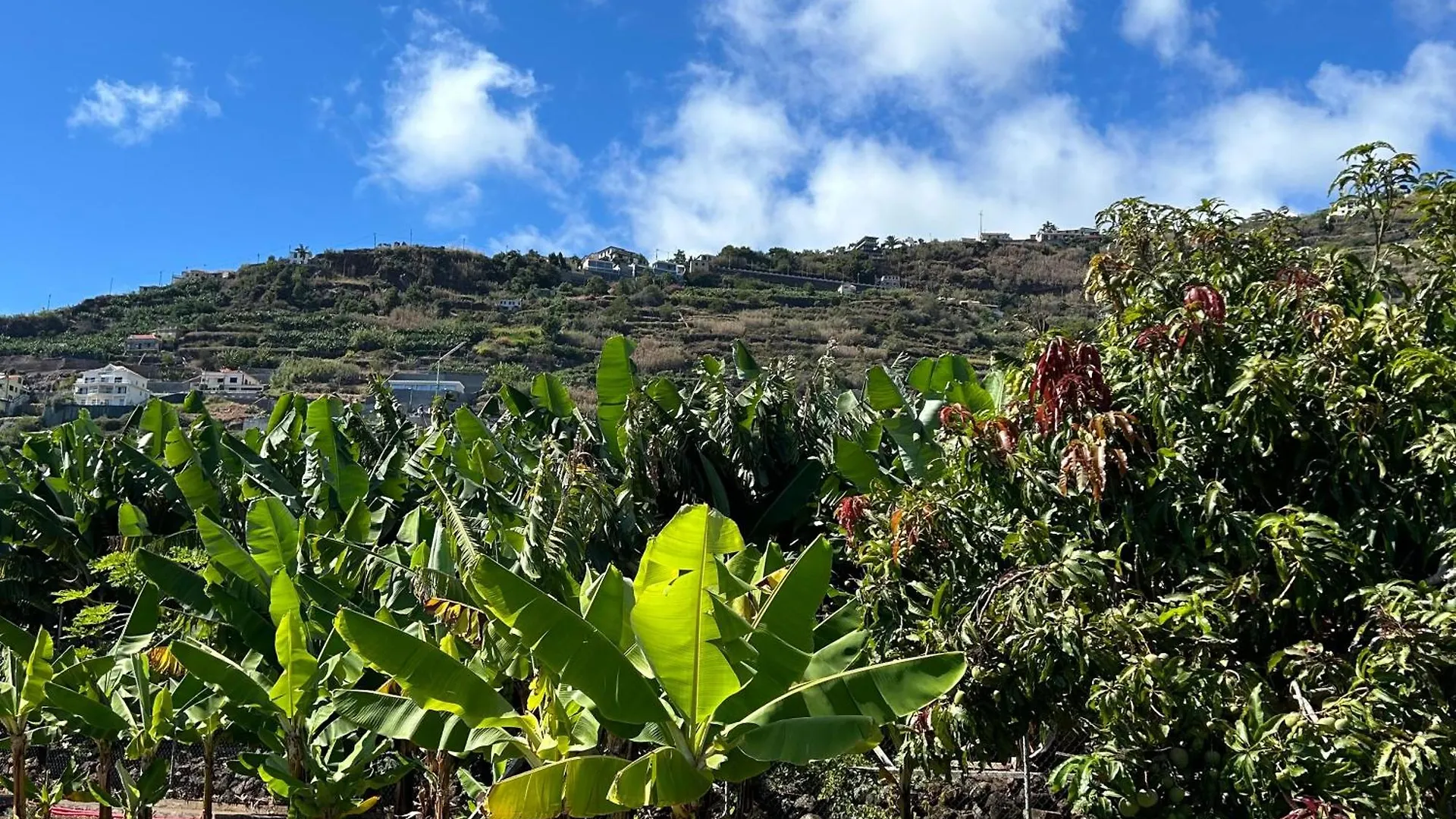 As Casinhas Da Madeira - Cosy Stone Cottage In A Subtropical Garden Arco da Calheta  Dom wakacyjny